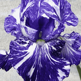 Ирис германский Batik