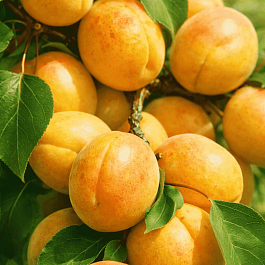 Абрикос Лель