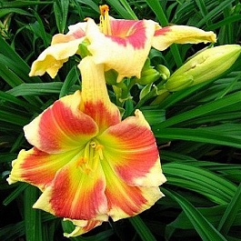 Лилейник гибридный Tropical Passion
