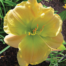 Лилейник гибридный Текила энд Лайм