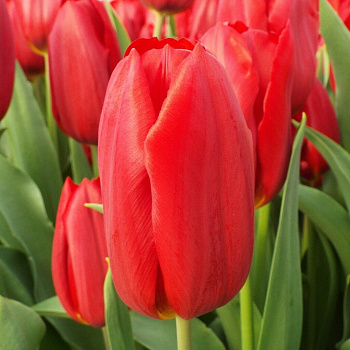 Тюльпан Триумф Стронг Файр