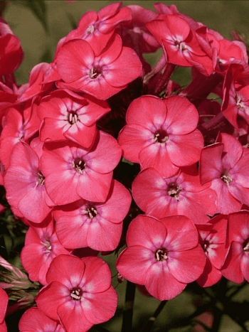 Флокс метельчатый Николас Фламель