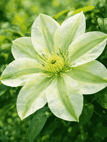 Клематис гибридный Guernsey Cream