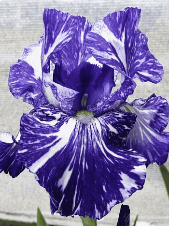 Ирис германский Batik