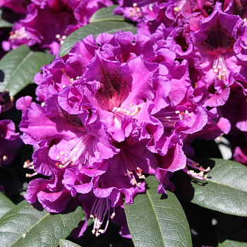 Рододендрон гибридный Purple Splendour