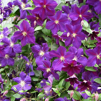 Клематис крупноцветковый Стар оф Индия