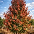 Клен красный Burgundy Belle