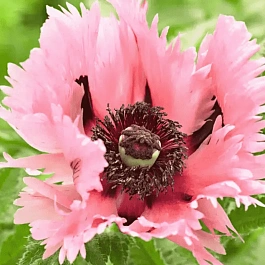 Мак восточный Pink Ruffles