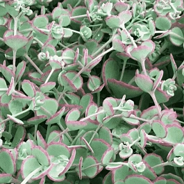 Очиток Зибольда Bright Pink