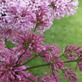 Сирень Престона Elinor