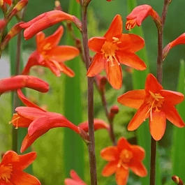 Крокосмия Fire King