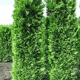 Туя западная King of Brabant