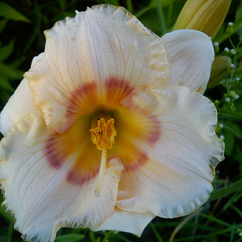 Лилейник гибридный Силоам Бэби Толк