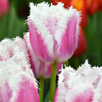 Тюльпан бахромчатый Сиеста НАБОР 2ШТ (10+10)