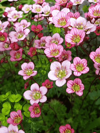 Камнеломка Арендса Carpet Pink