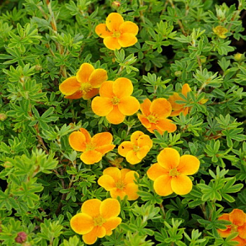 Лапчатка кустарниковая Хоплис Ориндж Лапчатка кустарниковая Хоплис Ориндж