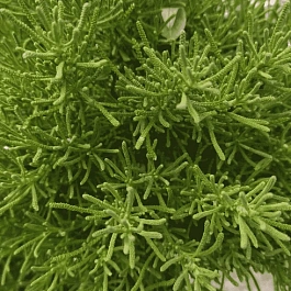 Сантолин Oliver