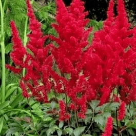 Астильба Арендса Etna