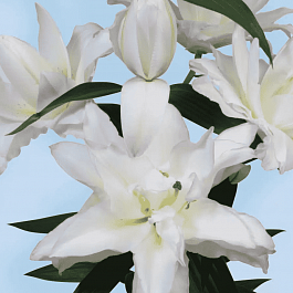 Лилия Snowboard