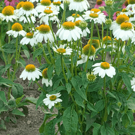 Эхинацея Pow Wow White