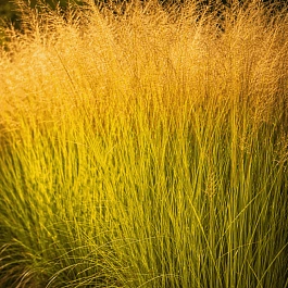 Молиния тростниковая Windsaule