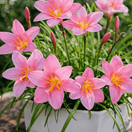 Зефирантес Pink