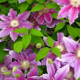 Клематис Tudor
