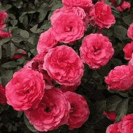 Роза Плетистая  Antike