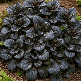 Живучка ползучая Black Scallop