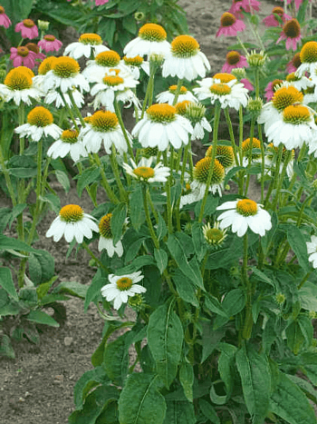 Эхинацея Pow Wow White