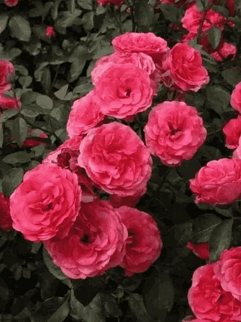 Роза Плетистая  Antike