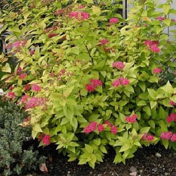 Спирея японская Кэндллайт