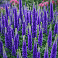 Вероника колосистая Sunny Border Blue