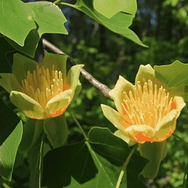 Лириодендрон тюльпановый