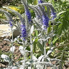 Вероника седая Silberteppich