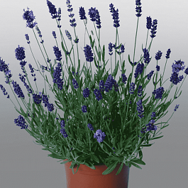 Лаванда Violet Blue