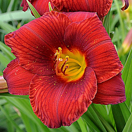 Лилейник гибридный Чикаго Апач