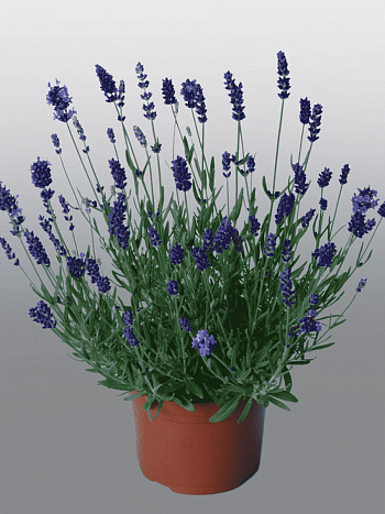 Лаванда Violet Blue