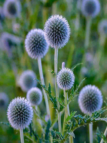 Мордовник обыкновенный Blue comet