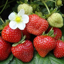 Земляника садовая Эверест