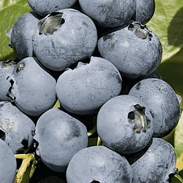 Голубика высокорослая Sierra