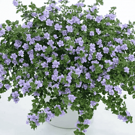 Бакопа Baristo Double Lavender кашпо