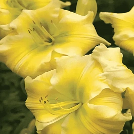 Лилейник Tequila and Lime