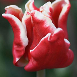 Тюльпан Триумф Элегант Краун