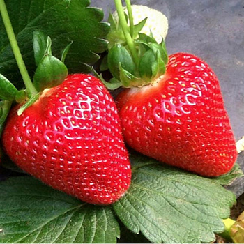 Земляника садовая Вивара