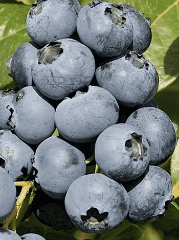 Голубика высокорослая Sierra