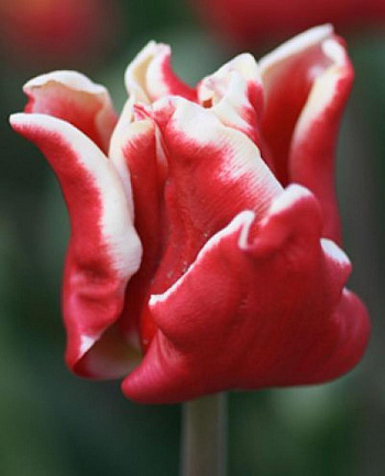 Тюльпан Триумф Элегант Краун