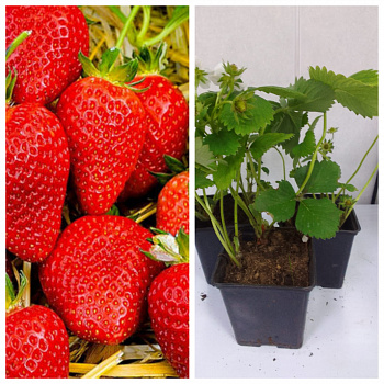 Земляника садовая Альба НАБОР 3ШТ