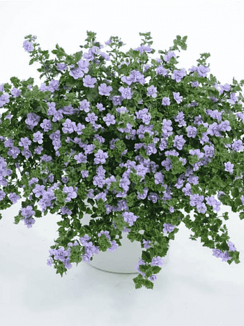 Бакопа Baristo Double Lavender кашпо