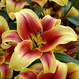 Лилия ОТ-гибрид Флавия Лилия ОТ-гибрид Флавия